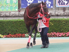 20181104 東京11R AR共和国杯(G2) ホウオウドリーム 08