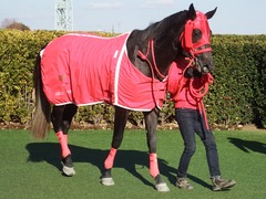 20190114 中山8R 4歳上(500) ノーザンクリス 21