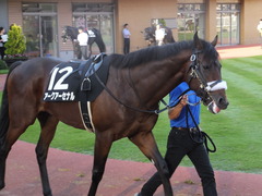 20161016 新潟12R 鳥屋野特別(500) アークアーセナル 12