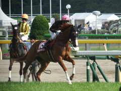 20190421 東京11R フローラS(G2) クラサーヴィツァ 16