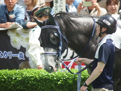 20190504 東京7R 3歳500万下 ロークアルルージュ 09