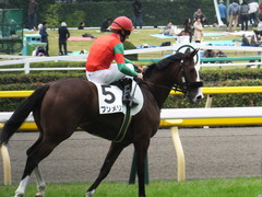 20161030 東京1R 2歳未勝利 プンメリン 23