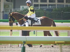 20181006 東京1R 2歳未勝利 サノノドン 15