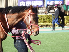 20180217 東京11R ダイヤモンドS(G3) ホウオウドリーム 10