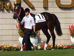 20151024 京都5R 2歳メイクデビュー ピッツバーグ 03