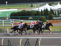 20141025 東京12R ゴールウェイ 14