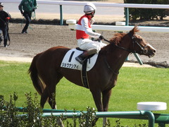 20150228 中山3R 3歳未勝利 ショウナンアイ 10