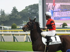 20141026 東京8R オウケンブラック 11