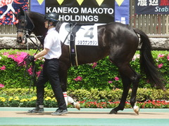 20190504 東京4R 3歳未勝利 ショウナンサジン 04