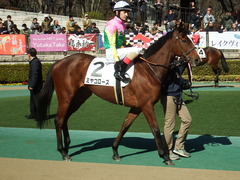 20190203 東京5R 3歳未勝利 ミヤコローズ 15