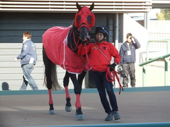 20190114 中山8R 4歳上(500) ノーザンクリス 17