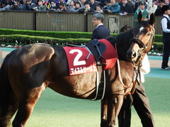 20171105 東京11R AR共和国杯(G2) マイネルサージュ 15