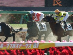 20171228 中山4R 2歳未勝利 アイコンタクト 11