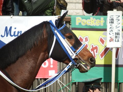 20190209 東京3R 3歳未勝利 シホノフォルテ 13