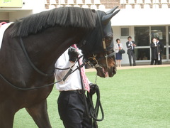 20190331 中山3R 3歳未勝利 ショウナンサジン 06