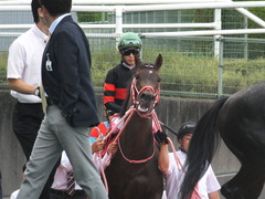 20170924 阪神11R 神戸新聞杯(G2) 3歳OP ホウオウドリーム 25