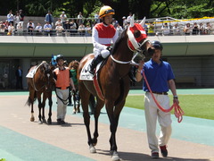 20140517 東京7R ショウナンアポロン 11