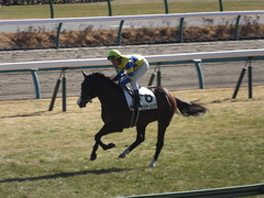 20150112 中山5R 3歳未勝利 ロジダーリング 16