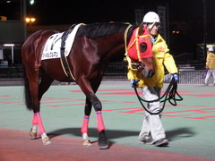 20181205 大井12R サジタリウス賞 B2 マイネルグルマン 02