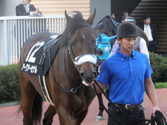20161016 新潟12R 鳥屋野特別(500) アークアーセナル 10