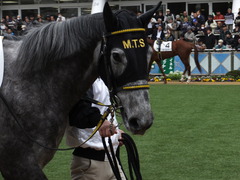 20150315 中山5R 3歳未勝利 グローリアスレイ 03