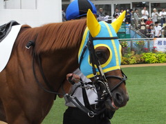 20161001 中山4R 3歳上障害未勝利 ワイルドジーク 09