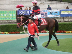 20181104 東京11R AR共和国杯(G2) ホウオウドリーム 27