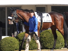 20160124 中山5R 3歳未勝利 アークアーセナル 09