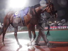20180523 大井11R 大井記念(S1) ユーロビート 15