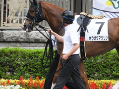 20170618 東京7R 33歳上500万下 ホウオウマリリン 03