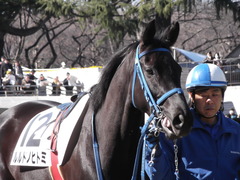 20130210 東京競馬場 ルルドノヒトミ