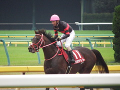 20181104 東京11R AR共和国杯(G2) ホウオウドリーム 31