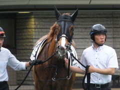 20170618 東京7R 33歳上500万下 ホウオウマリリン 09