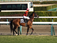20161224 中山10R クリスマスカップ(1000) オウケンブラック 19