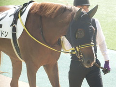 20181006 東京1R 2歳未勝利 サノノドン 06