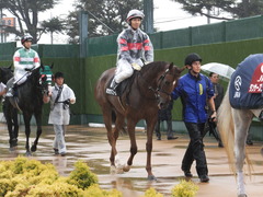 20180929 中山10R 習志野特別(1000) ホウオウパフューム 11