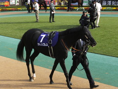 20141102 東京11R 天皇賞(秋) サトノノブレス 03