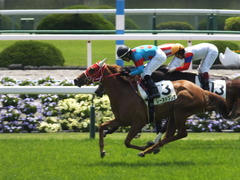 20150425 京都4R 3歳未勝利 レーヌドブリエ 17