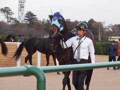 20181201 中山12R (1000) アドマイヤシナイ 19