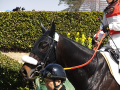 20140316 中山6R ショウナンラグーン 21