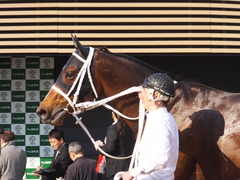 21060327 中山11R マーチS(G3) ショウナンアポロン 25