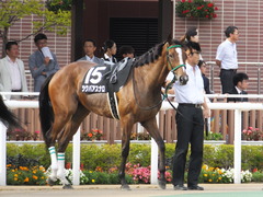 20160903 札幌12R 日高特別(1000) ツクバアスナロ 16