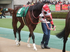 20190216 東京11R ダイヤモンドS(G3) ピッツバーグ 10