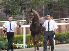 20160903 札幌競馬場 スクリーンヒーロー 01
