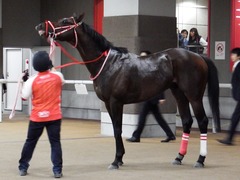 20171104 東京9R 南武特別(1000) ホウオウドリーム 17