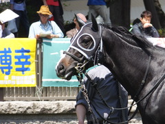 20150426 東京6R 3歳500万下 ファインライナー 08
