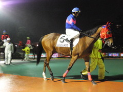 20141022 大井10R リメンバーメジロ 01