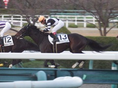 20181208 阪神12R (500) マッスルマサムネ 17
