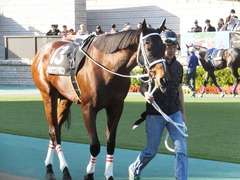 20141116 東京10R ショウナンアポロン 03