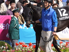 20170416 中山10R 春雷S 4歳上OP ショウナンアチーヴ 04